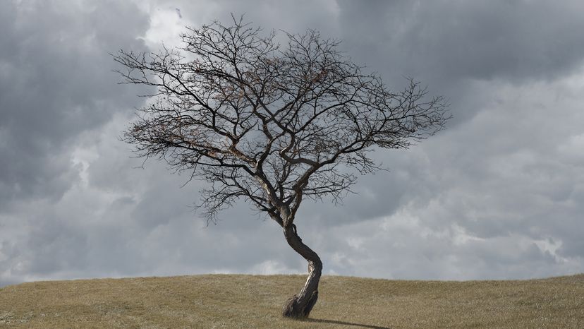 A bare, leafless tree stands against a stormy, grey sky.