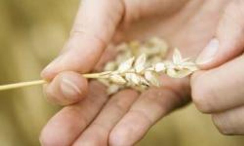Everyday Science: Wheat Quiz
