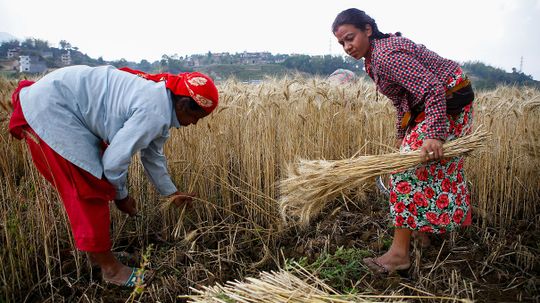 Human-caused CO2 Emissions Could Decrease Grain Protein, Risking Health of Millions