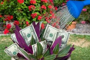plant with dollar bills in it being watered