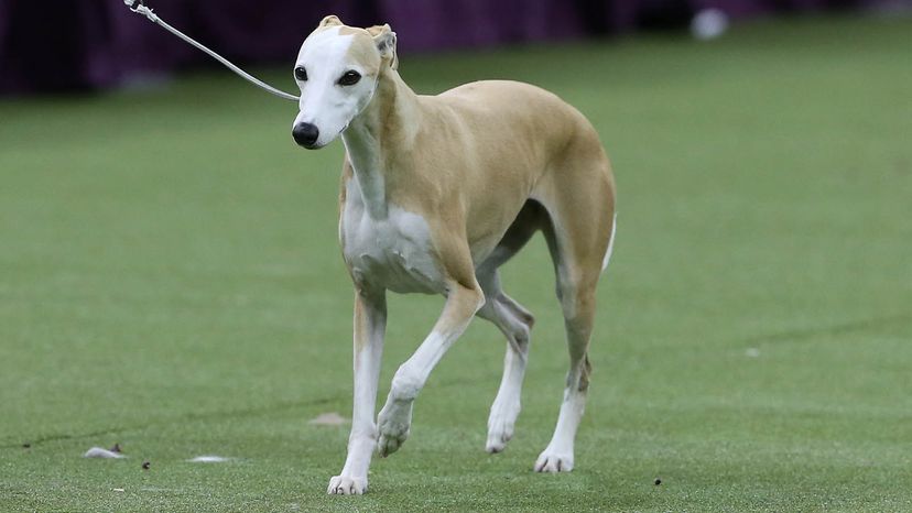 whippet	