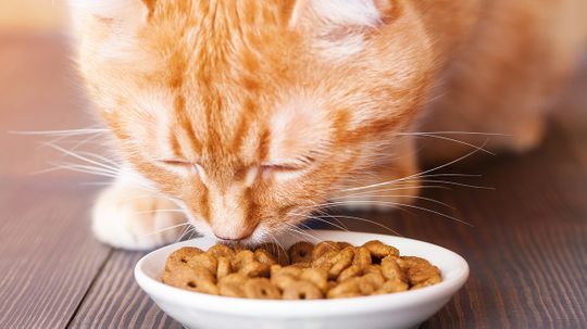 'Whisker Fatigue' May Be Causing Your Cat's Grumpiness at Mealtime
