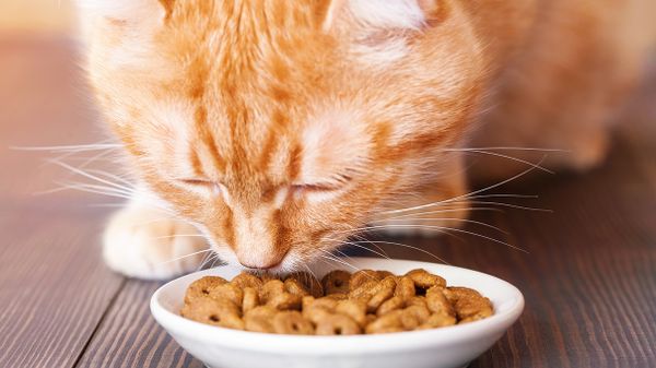 cat eating out of bowl