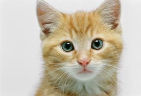 A cat's whiskers are so sensitive that they can detect the slightest directional change in a breeze. See more pictures of cats.