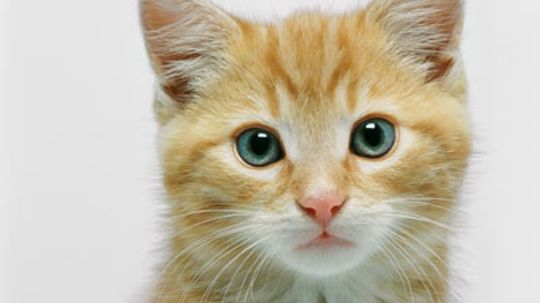 Why do cats have whiskers?
