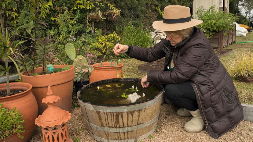 whiskey barrel water garden