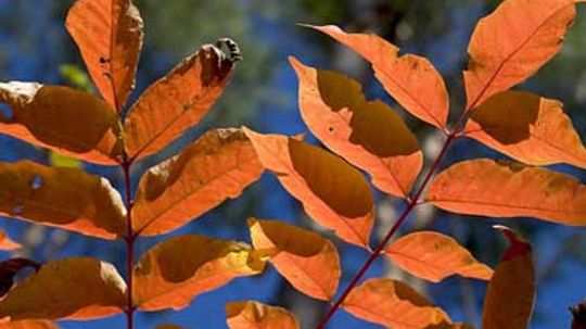 White Ash Tree