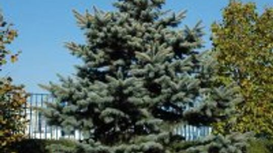 White Fir Tree