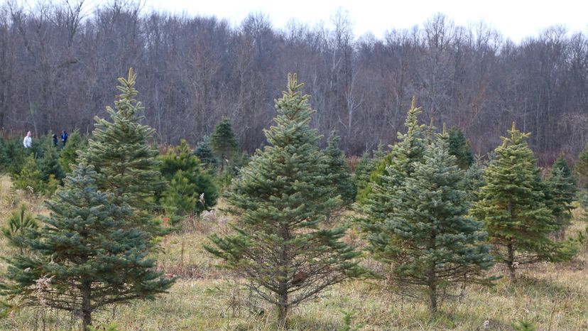 A line of white fir trees.