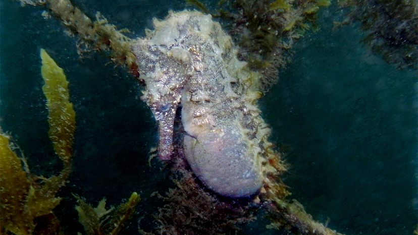 Seahorse	