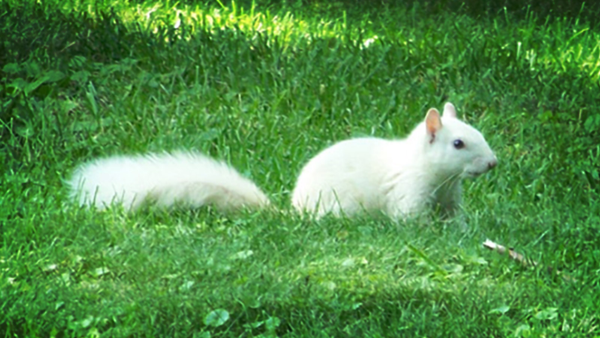 white squirrel