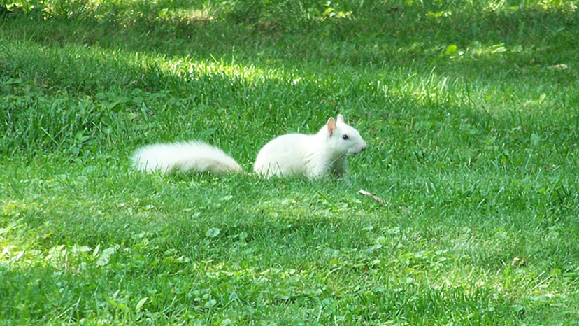 white squirrel