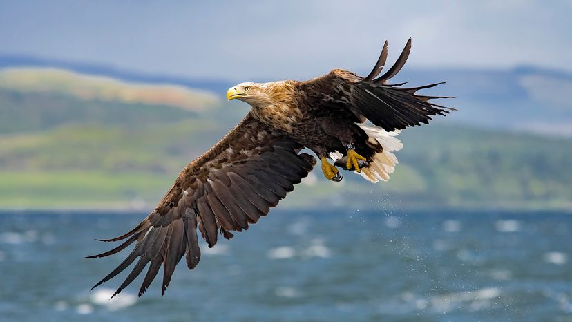 White-tailed eagle