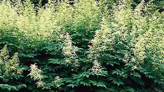 White to Green Perennial Flowers