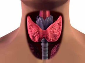 The thyroid is a very important part of your body -- but do you know why?  See more ­bodily organ pictures.