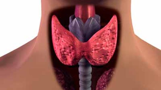 Exactly why is your thyroid so important?