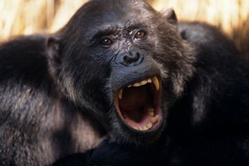 Chimpanzee