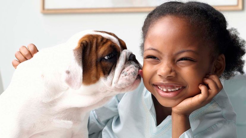 Little live store pets licking dog