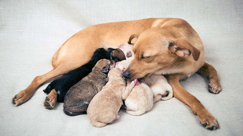 mother dog with new litter of puppies