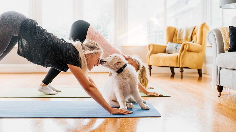 dog licking woman doing yoga