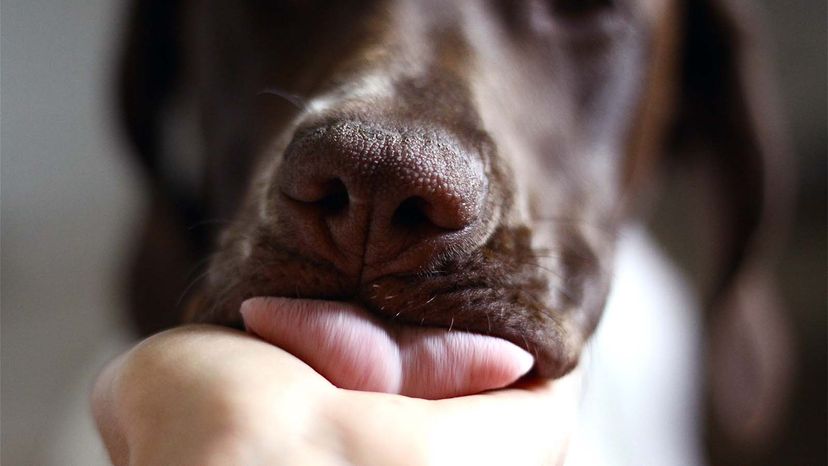 Puppy licks palm of girls hand.