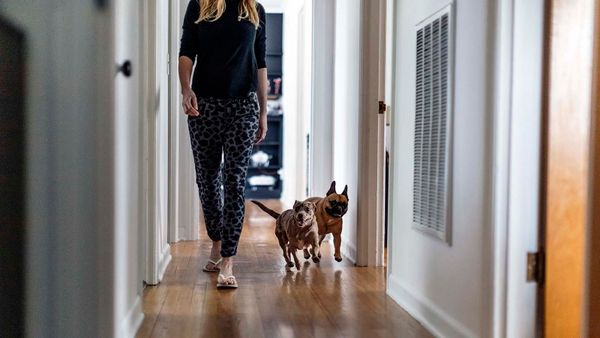 dogs following woman
