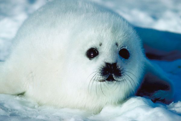 Seal pup