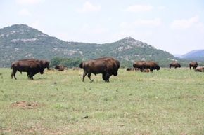 Wichita Mountains.