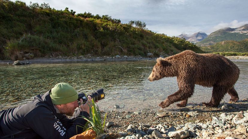 photographer taking picture of brown bear.