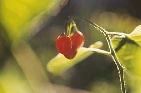 Berry Stem - Red - Davenport Garden Centre