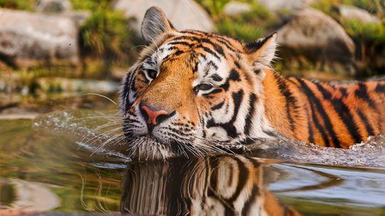 Splitting Tigers Into Subspecies Could Help Save Them From Extinction
