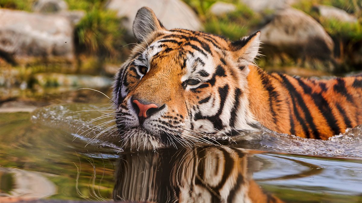 TIGER SUBSPECIES: BENGAL, SIBERIAN, SOUTH CHINA AND SUMATRAN TIGERS AND  EXTINCT SUBSPECIES