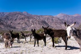 Burro，驴，美国西部，沙漠“border=