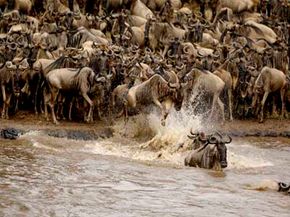Crossing rivers during the annual wildebeest migration in Africa often results in casualties. See more African animal pictures.