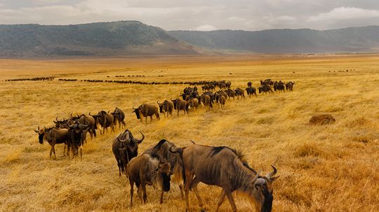 Why do wildebeests spend their whole lives migrating in a circle?