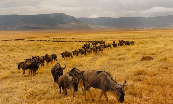 Safari animals roaming Africa's wild nature.