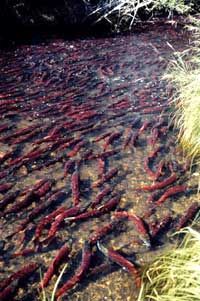 Sockeye salmon spawning in Alaskan stream.