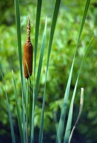 You can eat all the parts of a cattail plant.
