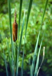 cattail