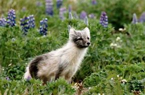 Arctic fox (alopex lagopus) are among the small game found in Alaska.