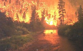 2000年，这种野火在蒙大拿州苏拉以北燃烧。查看更多自然灾害的图片。“width=