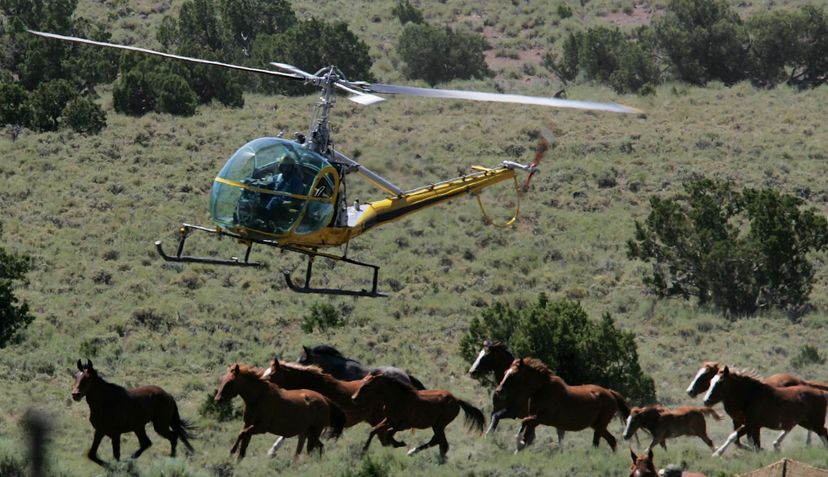 helicopter above herd of wild horses