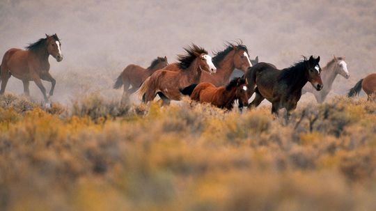 Trump Budget Plan Would Remove Ban on Wild Horse Sale and Slaughter