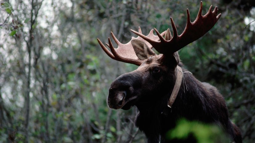 wildlife in isle royale national park