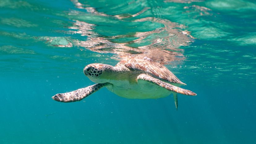 wildlife in virgin islands national park