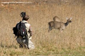 wildlife-photo