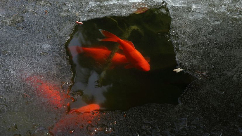 carp in frozen pond