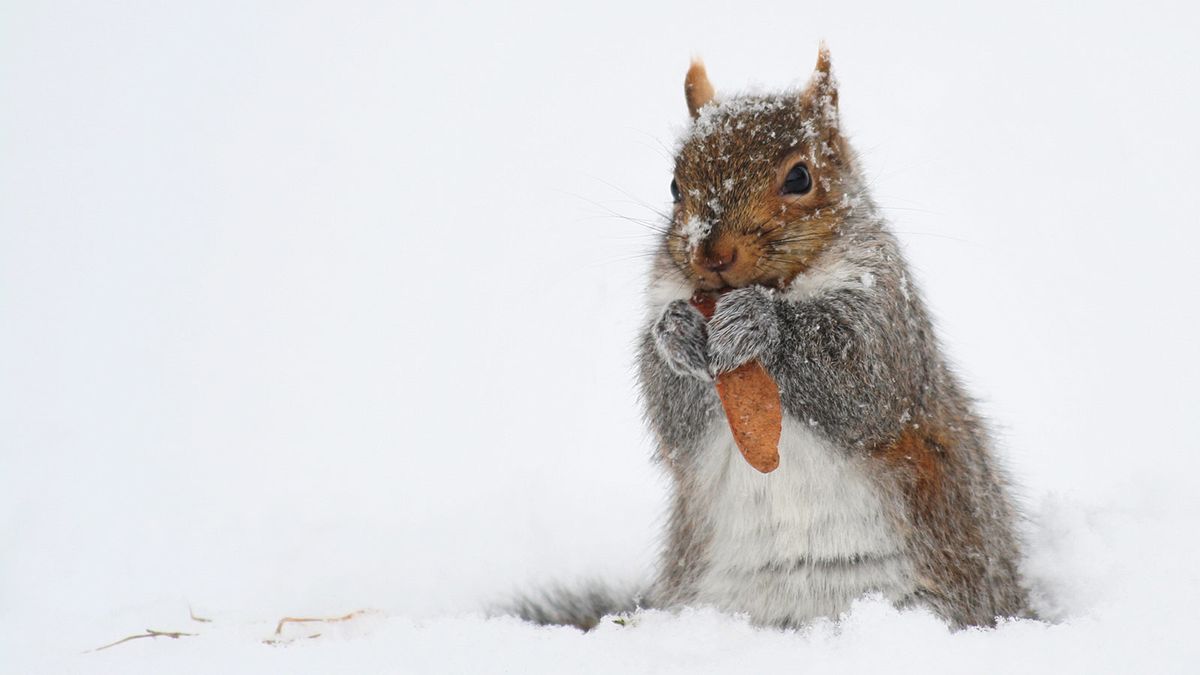 As winter slowly ends, a look at animal survival tactics