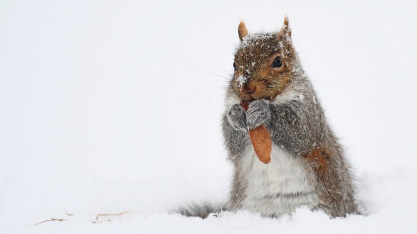 squirrel in blizzard