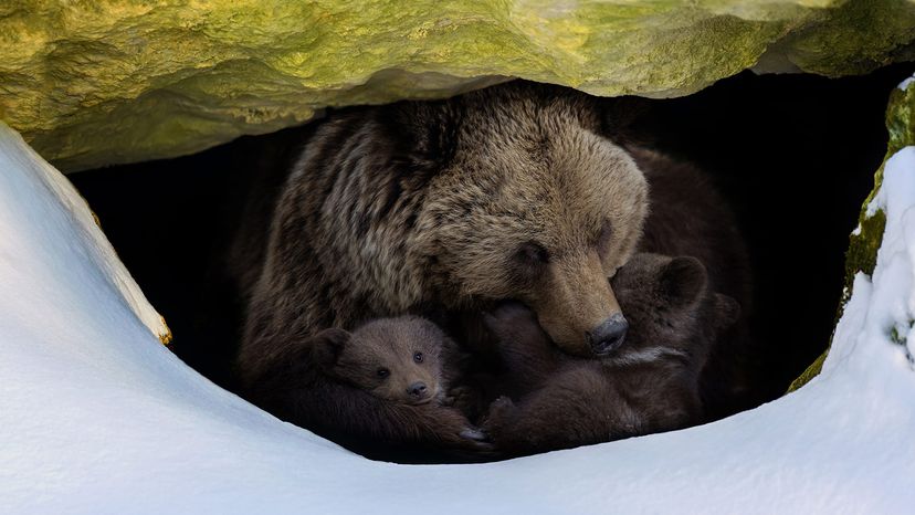 bear and cubs in den